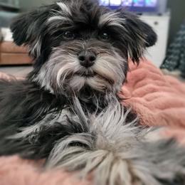Paprika - Black and white female Havanese puppy in New Castle, Colorado from Havanese Havaton Pups