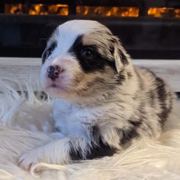 Girl 4 - Australian Shepherd puppy in Rockford, Illinois from Andover Aussies
