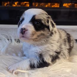 Girl 4 - Australian Shepherd puppy in Rockford, Illinois from Andover Aussies