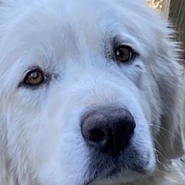 Mishka  - Great Pyrenees