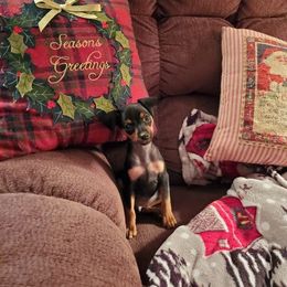 Miniature Pinscher Puppies from Meek's Min Pins