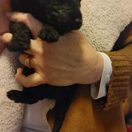 Poodle Puppies from Polly Wally Doodles and Poodles