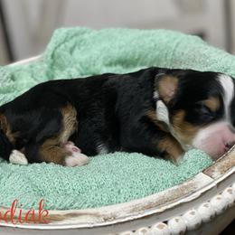 Kodiak - Tri-color male Bernedoodle puppy in Henry, Illinois from Rowe Farms Doodles
