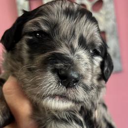 Girl 2 - Merle female Goldendoodle puppy in Placerville, California from New Dawn Poodles and Doodles