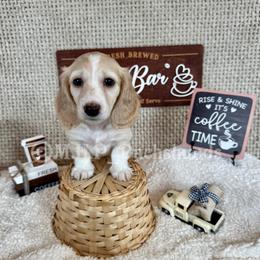 Remy - Cream male Dachshund puppy in Michigan from M.H.P Dachshunds
