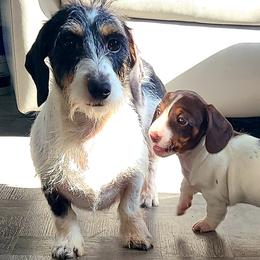 Latte - Dachshund