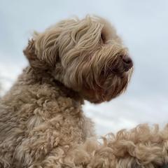 Australian Labradoodle All Grown Up from Legendary Labradoodles LLC