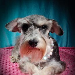 Ginger - Miniature Schnauzer