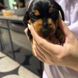 Chloe - Black and tan female Dachshund puppy in Tomball, Texas from Gutierrez House of Doxies