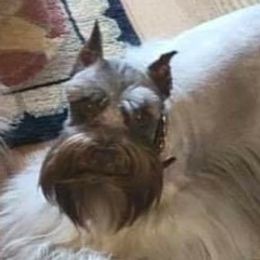 Miniature Schnauzers from Pawsh Parti Schnauzers LLC