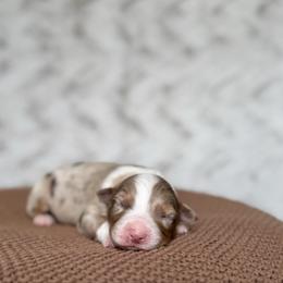 Frito - Red merle male Australian Shepherd puppy in Argyle, Iowa from Country Time Kennels