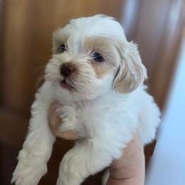 Casper - White male Shih Tzu puppy in Muscatine, Iowa from Prairie Creek Puppies
