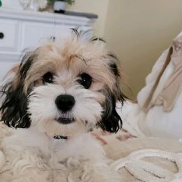 Cavalier King Charles Spaniel and Cavapoo Puppies from Terrace Cavaliers and Cavapoo’s