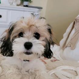 Cavalier King Charles Spaniel and Cavapoo Puppies from Terrace Cavaliers and Cavapoo’s