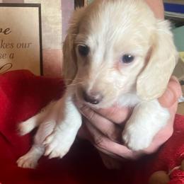 Ivy - Cream female Dachshund puppy in Sharon Springs, New York from Show Us The Way Homestead