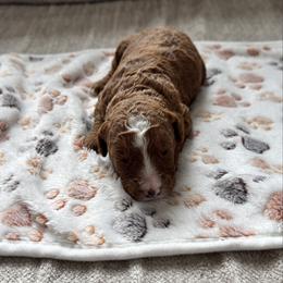 Nellie - Red female Bernedoodle puppy in Constableville, New York from Zehr’s Labradoodles & Bernedoodles
