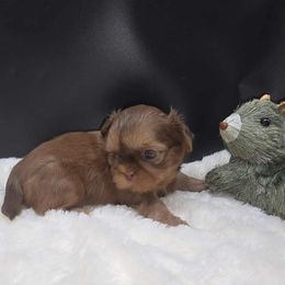Blaze - Red male Shih Tzu puppy in Monterey, Tennessee from Mountain Laurel Shihtzu