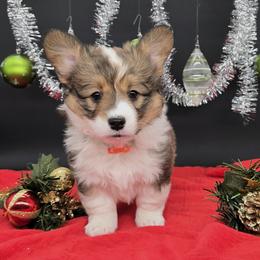 German Shepherd and Pembroke Welsh Corgi Puppies from J&R Shepherds & Corgis