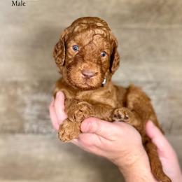 Irving - Red  male Goldendoodle puppy in Abilene, Texas from Mesquite Kennels