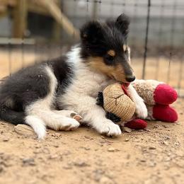 Cyrene - Black white and tan female Collie puppy in Amherst, Virginia from Clearvu Kennels