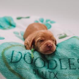 Green Boy Cavapoo - Apricot male Cavapoo puppy in Mckinney, Texas from Doodles of North Tx