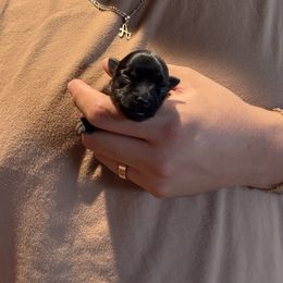 Cupcake - Blue and gold female Yorkshire Terrier puppy in Phoenix, Arizona from De La Cruz Yorkies