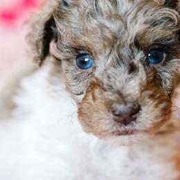 Whitman (Whit) - Merle male Schnoodle puppy in Grove, Oklahoma from Grand Lake Poodles & Doodles