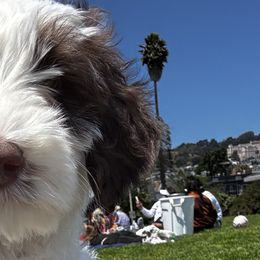 Australian Labradoodles from Pawfectdoodles