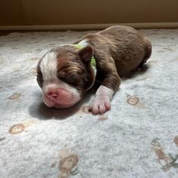 Green collar - Red male Boston Terrier puppy in Winnie, Texas from Tina Terry's Boston Terriers