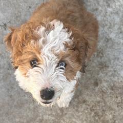 Juliet - female Australian Mountain Doodle puppy in Lincoln, Nebraska from GRand Doodles
