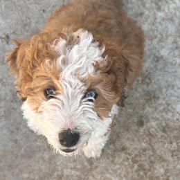 Juliet - female Australian Mountain Doodle puppy in Lincoln, Nebraska from GRand Doodles