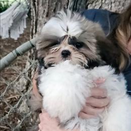 Agnes - Shih Tzu