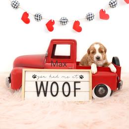 Max - Apricot female Goldendoodle puppy in Spanish Fork, Utah from Oodles of Floofy Doodles