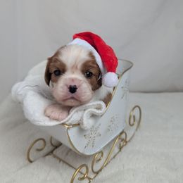 Rudolph - Blenheim male Cavalier King Charles Spaniel puppy in Seymour, Missouri from Painted Blessing's AKC Cavaliers LLC