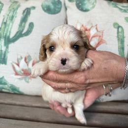 Blaine - Blenheim male Cavalier King Charles Spaniel puppy in Lula, Georgia from Cavaliers by Crumley