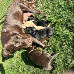 Labrador Retriever Puppies from Burks Retrievers