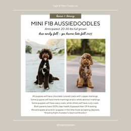 Aussiedoodle puppies from Sage & Paws Puppy co.