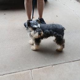 Rose - Miniature Schnauzer