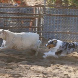 Australian Shepherd All Grown Up from Laura's Aussies