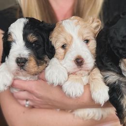 Bernedoodles from Harding Doodles