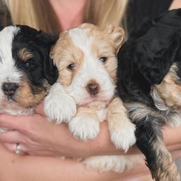 Bernedoodles from Harding Doodles