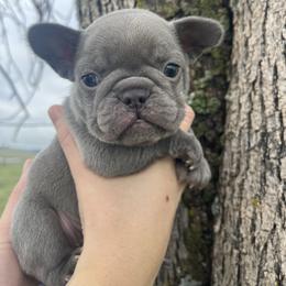 Holly - Blue female French Bulldog puppy in Anderson, California from Wooftown Kennels