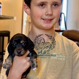Dixie - Black and cream female Dachshund puppy in Hornbeck, Louisiana from A&Z Mini Dachshunds
