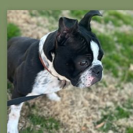 Nefe - Boston Terrier