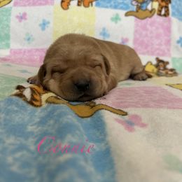 Connie - Yellow female Labrador Retriever puppy in Alcester, South Dakota from Theresa Rhodes