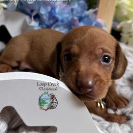 Kalamata (Red) - Red female Dachshund puppy in Fayetteville, West Virginia from Loop Creek Dachshunds