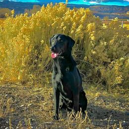 Chip - Labrador Retriever
