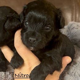 Nitro - Black male Havapoo puppy in Lake Ann, Michigan from Riyem Wildflower Farms