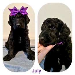 Poodle Puppies from Paw Print Poodles