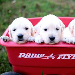 Golden Retriever Puppies from Golden Bunns Retrievers